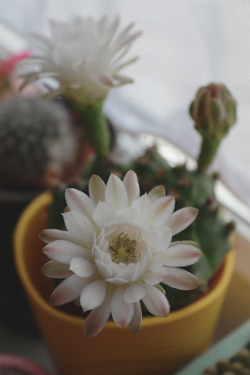 Immagine gratuita di cactus, fiori, natura