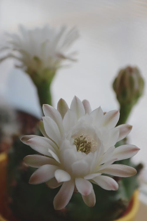 Immagine gratuita di cactus, fiori, цветя