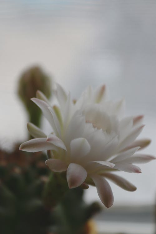 Immagine gratuita di cactus, fiori, цветя