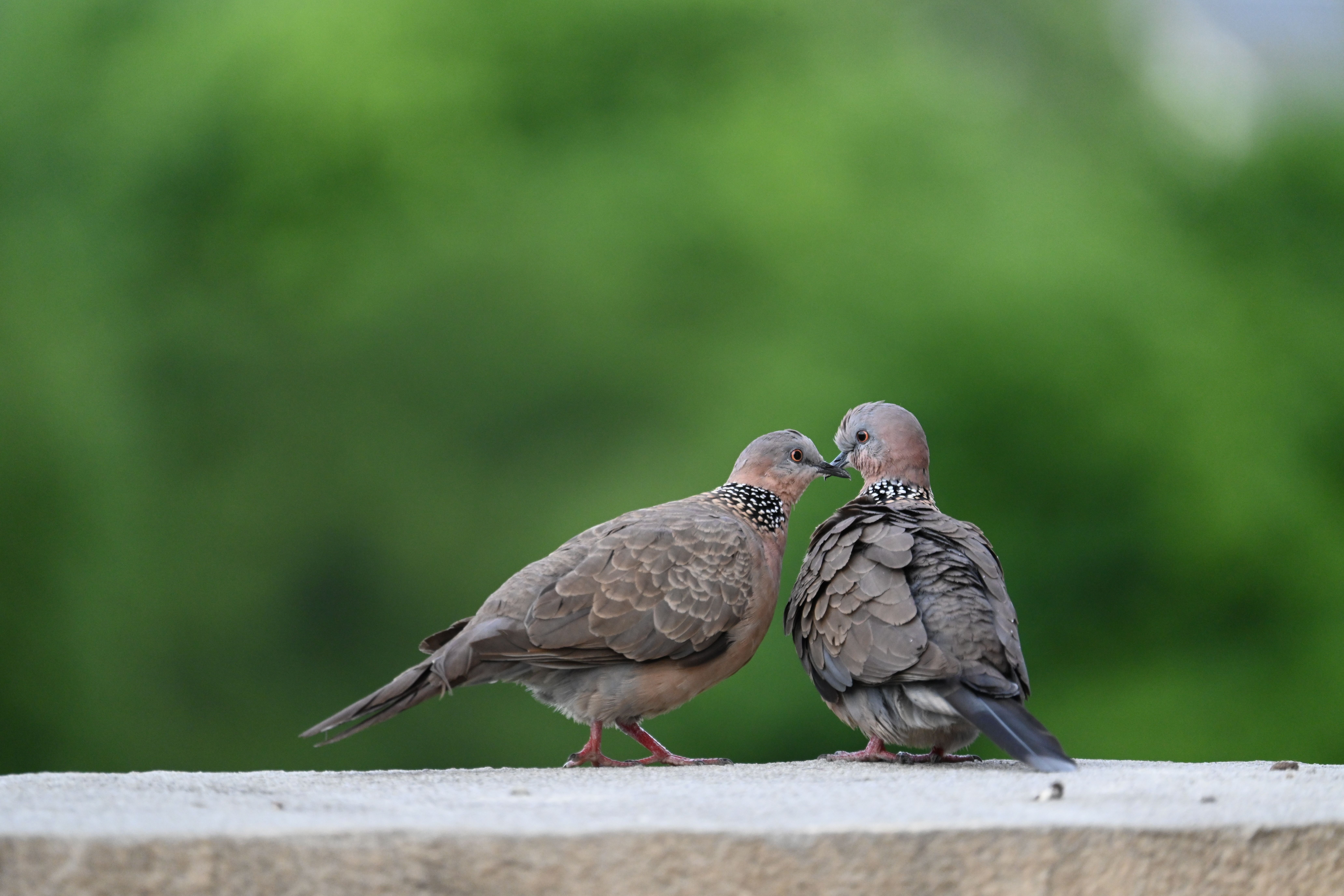 Two spotted doves perched closely on a concrete wall with lush green background.