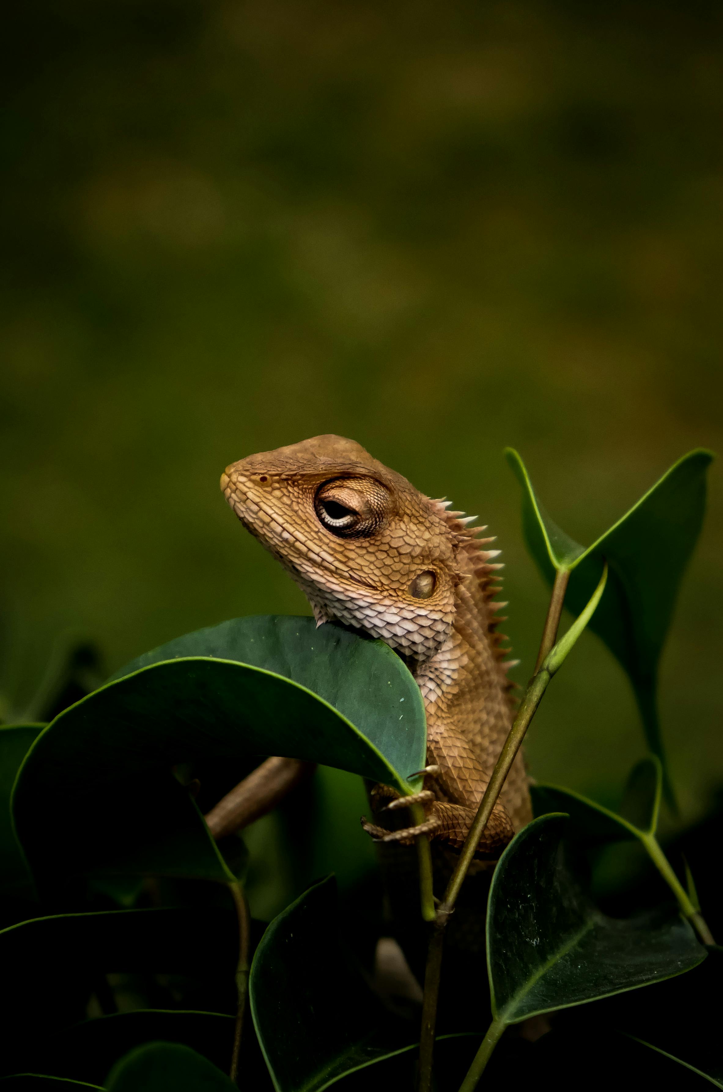 Detailed close-up of a lizard among green leaves, showcasing exotic wildlife in natural habitat.