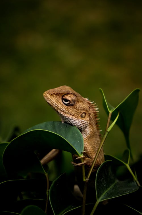 Close-Up Photo of Iguana on Leaves