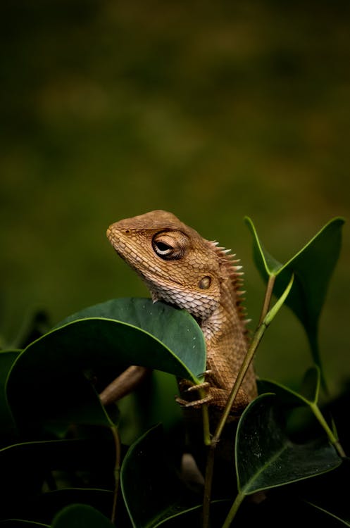 Free Close-Up Photo of Iguana on Leaves Stock Photo