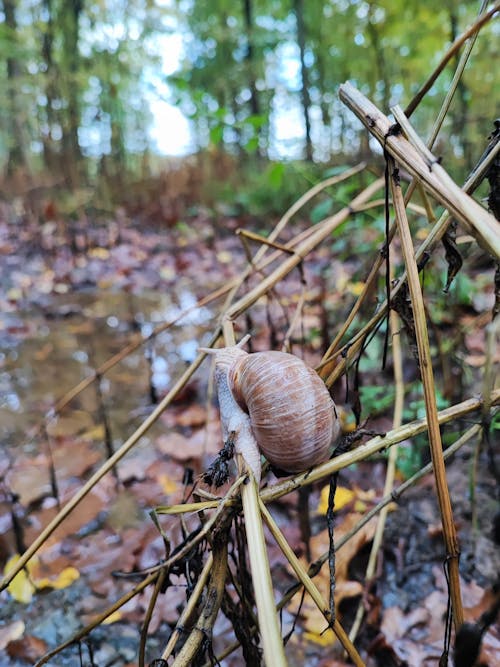 Gratis stockfoto met bos avontuur, bos leven, bos natuur