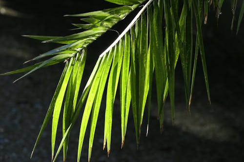 工厂, 棕櫚, 樹葉 的 免费素材图片