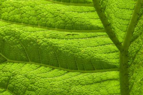 gunnera manicata, 不對稱, 光合作用 的 免费素材图片