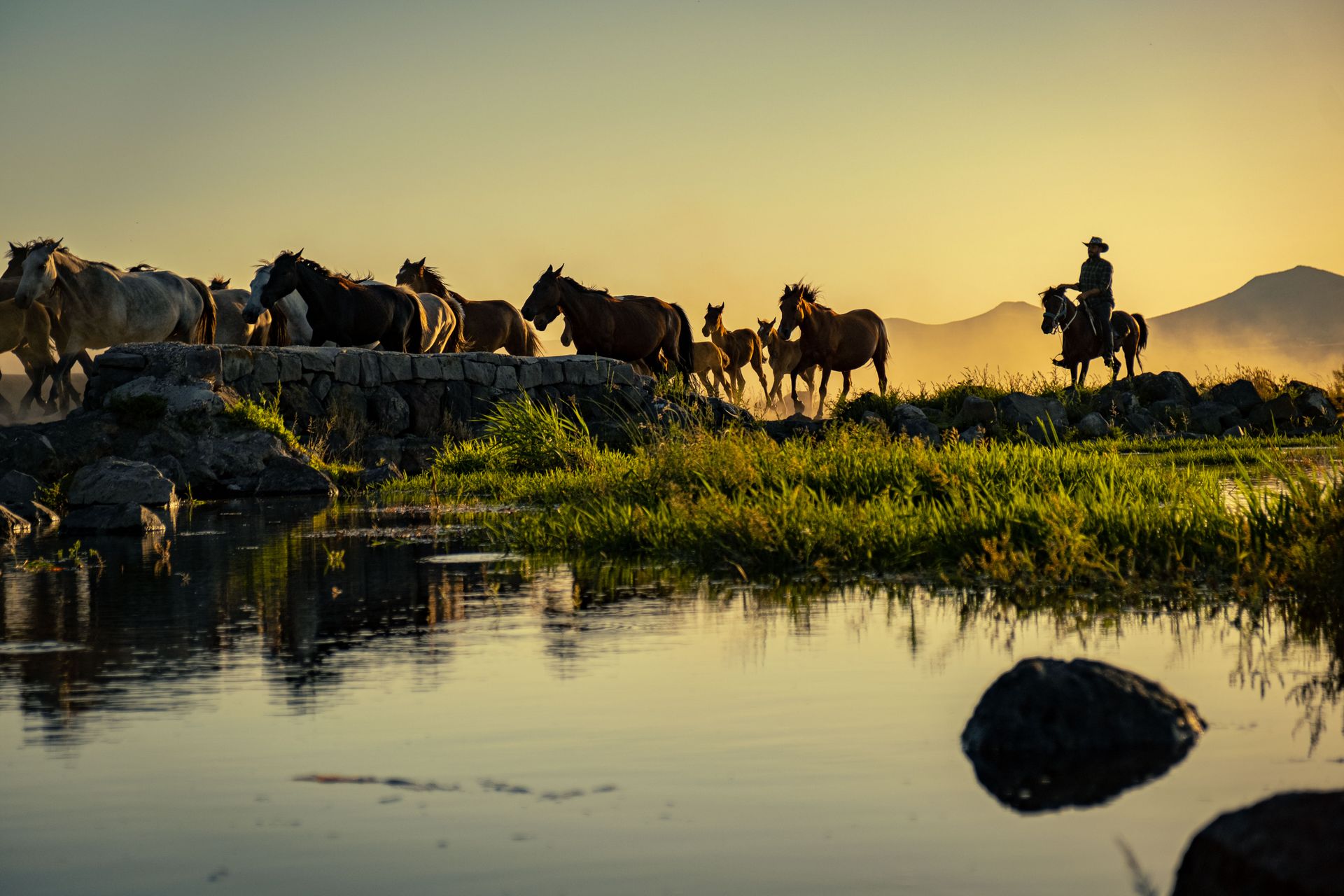 Cowboy Riding with Herd of Horses at Sunset