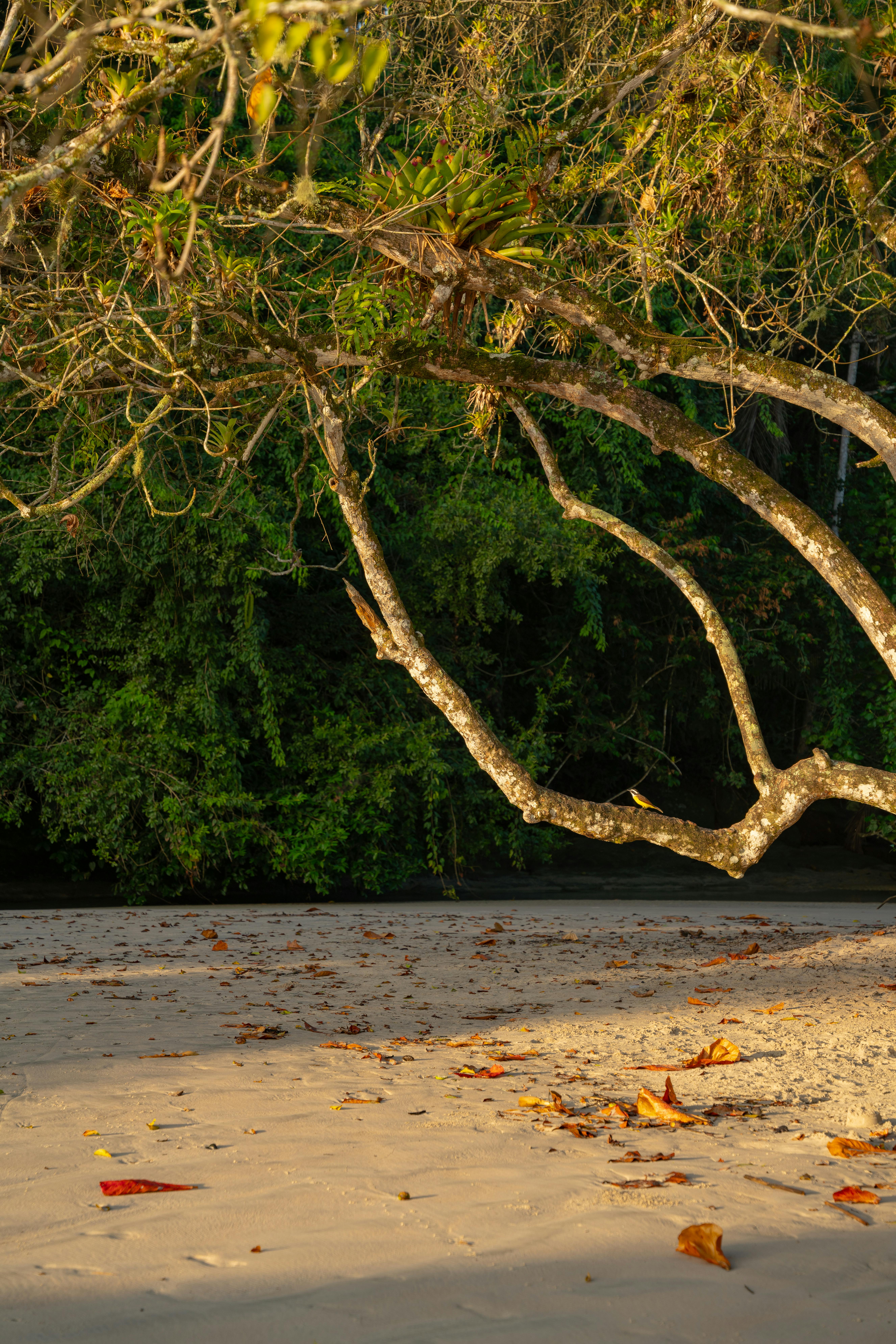 Tranquil beach scene with tropical trees arching over sandy shore at sunset.