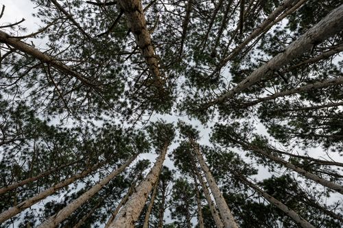 Free A breathtaking view looking up at tall pine trees against the sky in Weaver, MN's serene forest. Stock Photo