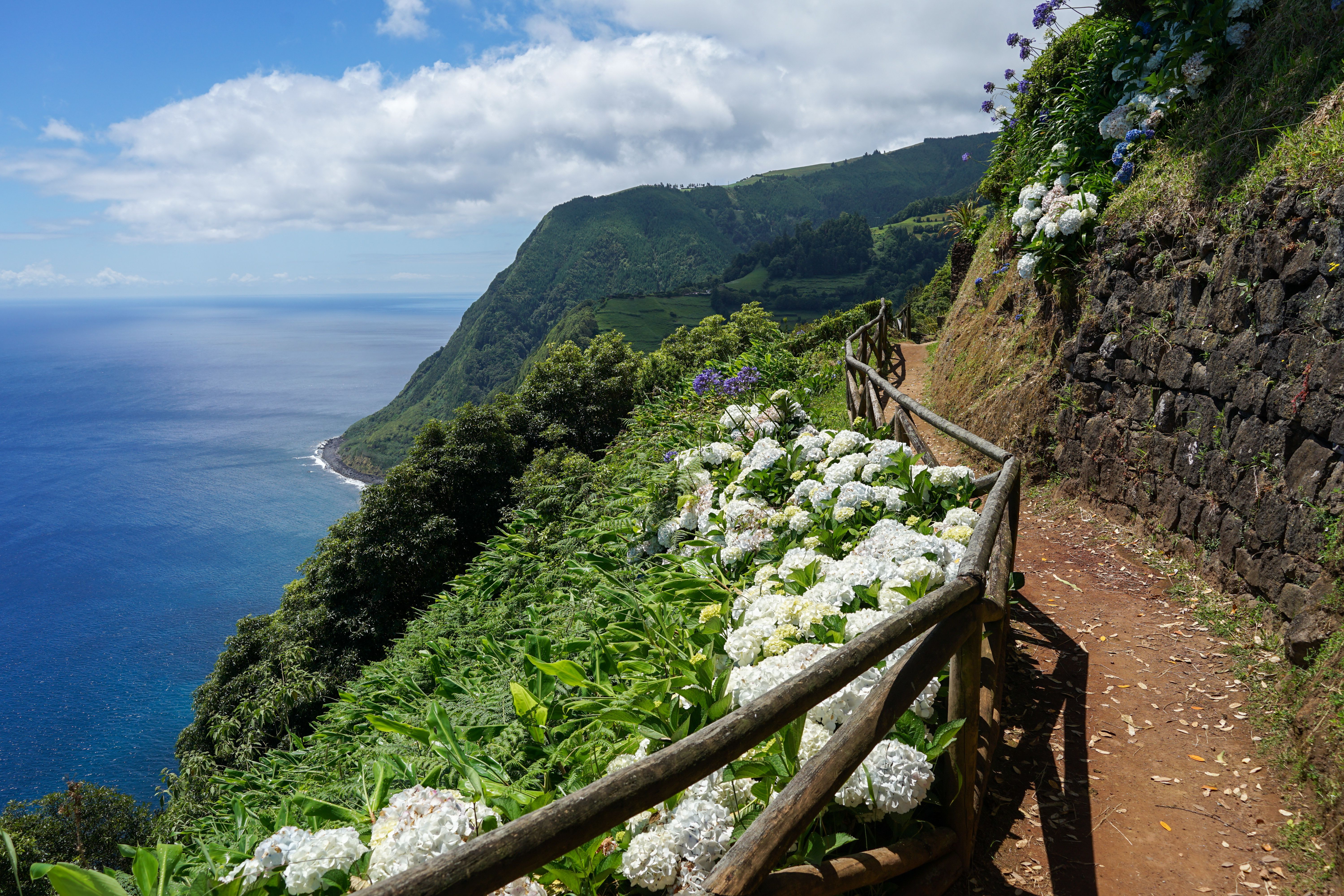 Breathtaking coastal view of Ponta Delgada, Azores, with lush greenery and blooming hydrangeas along a serene path. Breathtaking coastal view of Ponta Delgada, Azores, with lush greenery and blooming hydrangeas along a serene path.