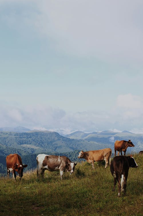 Imagine de stoc gratuită din agricultură, animale domestice, bovine