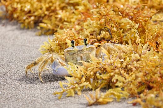 Discover a ghost crab blending with sandy shores and seaweed in Martinique.