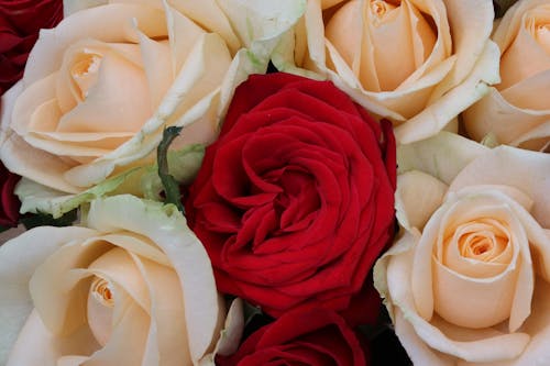 Immagine gratuita di fiori, natura meravigliosa, rose