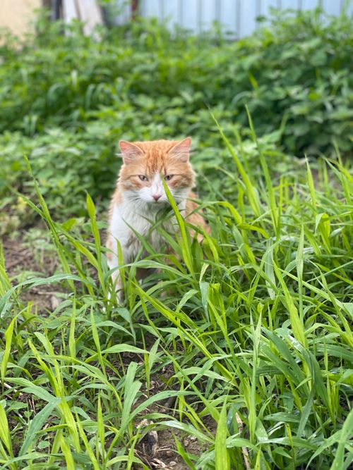 Free Orange and white cat in the grass preparing for hunt Stock Photo