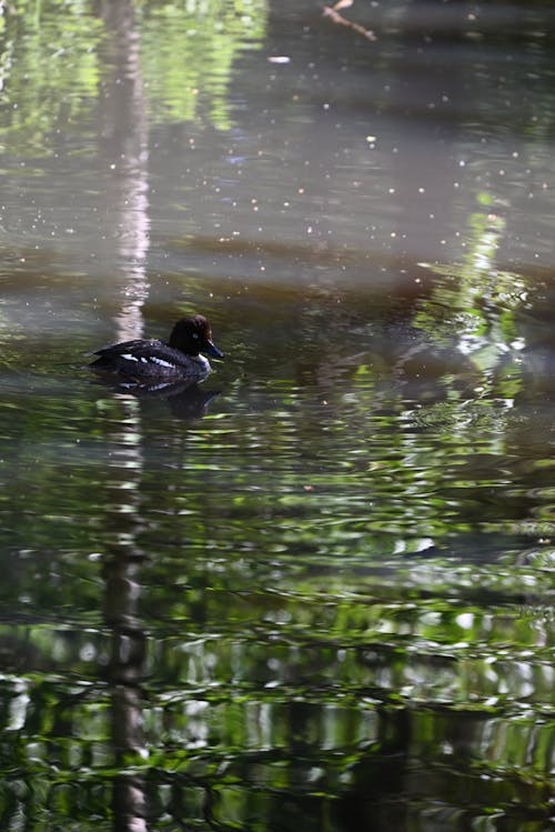 Foto stok gratis burung-burung, helsinki