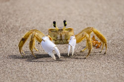 Free Detailed photo of sand crab (Ocypode cursor) on a Martinique beach, showcasing its features. Stock Photo