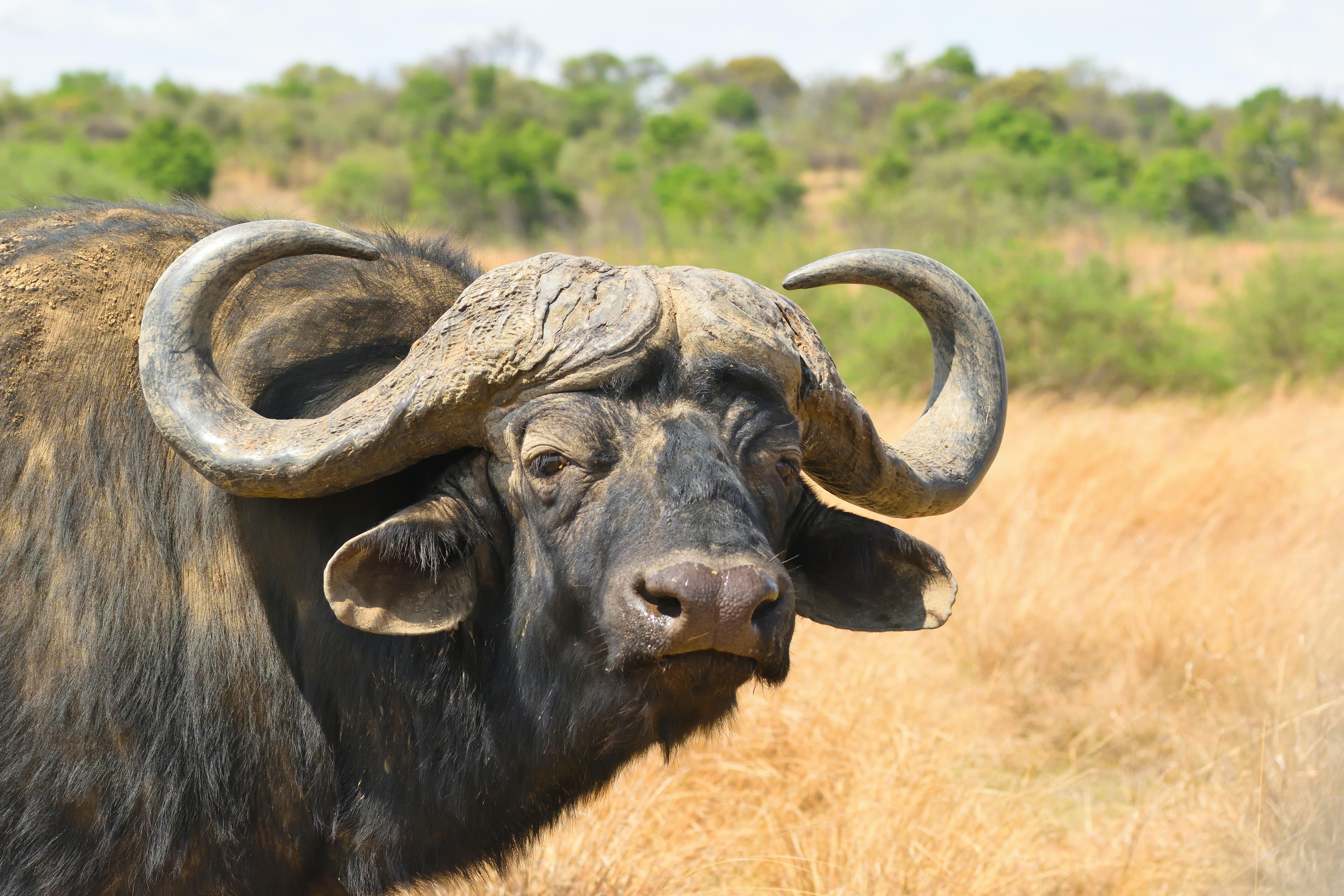 Gratuit Photos gratuites de @extérieur, afrique, afrique du sud Photos