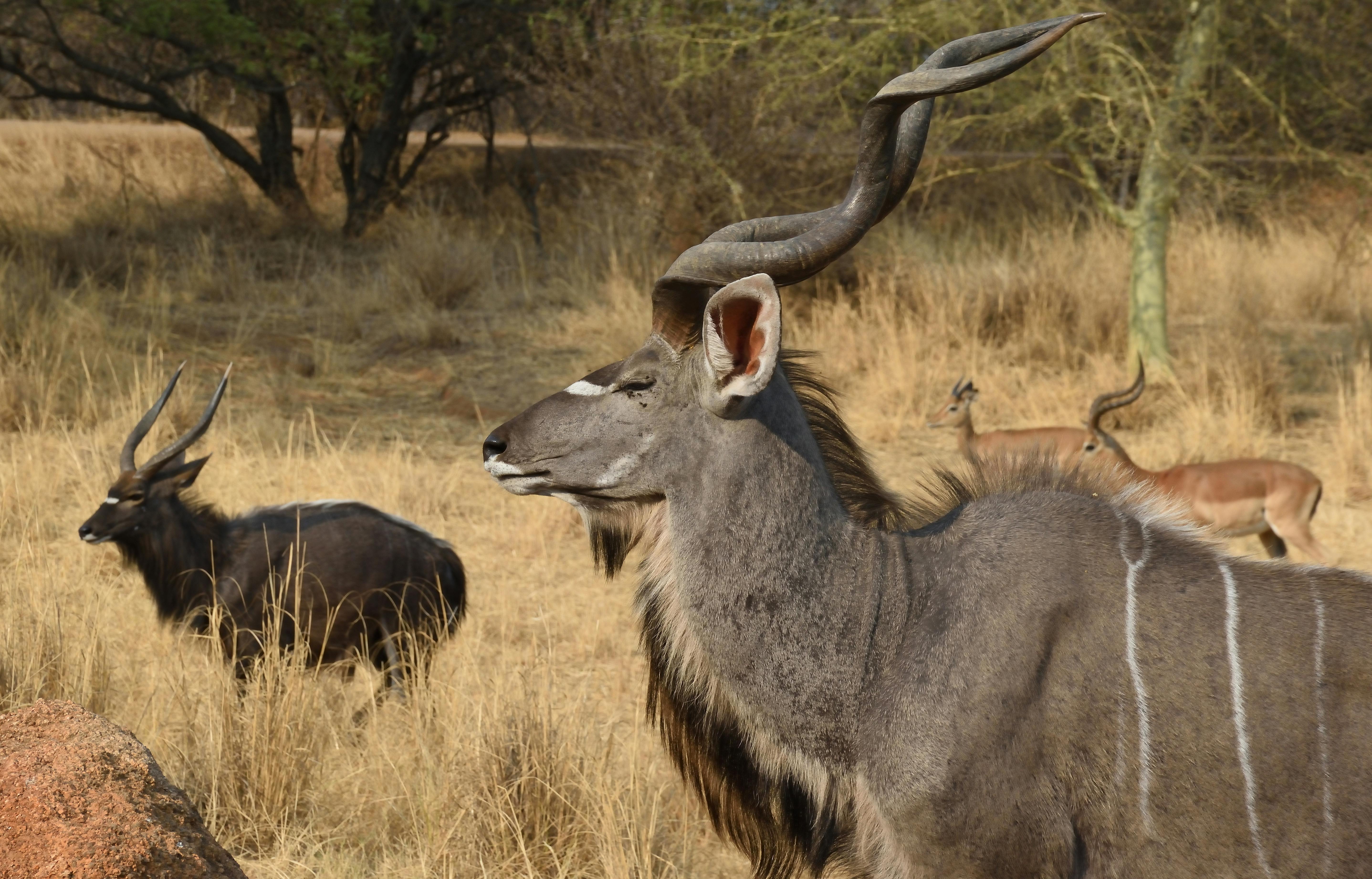 Gratuit Photos gratuites de afrique, afrique du sud, animaux Photos
