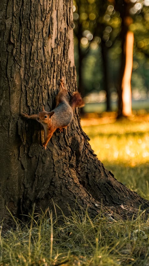 Foto d'estoc gratuïta de a l'aire lliure, animal, animal encantador