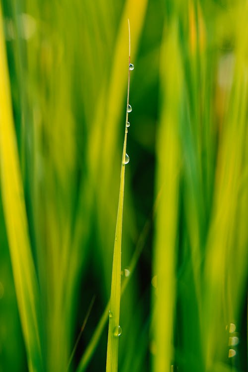 คลังภาพถ่ายฟรี ของ ความงามในธรรมชาติ, ความสด, สีเขียว