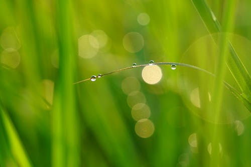水滴, 濕, 綠色 的 免費圖庫相片