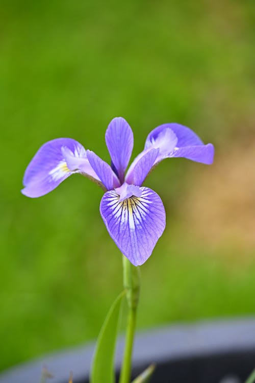 Foto stok gratis berbunga, bunga, daun