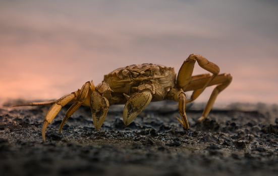 Detailed close-up of a crab walking on sandy beach during sunset in Lüneburg, Germany.