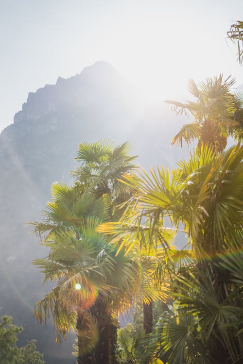 Palm Trees Under Sunny Sky