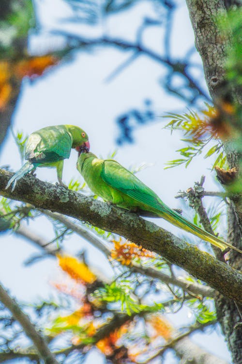 Ảnh lưu trữ miễn phí về #parrotlife, #parrotlovers, aan lichtbak toevoegen aan