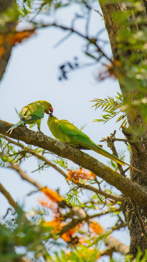 Ảnh lưu trữ miễn phí về #parrotlife, #parrotlovers, aan lichtbak toevoegen aan