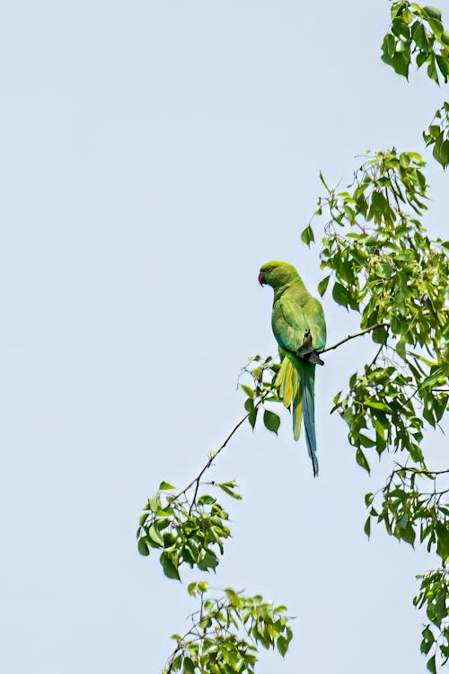 Ảnh lưu trữ miễn phí về #parrotlife, #parrotlovers, aan lichtbak toevoegen aan