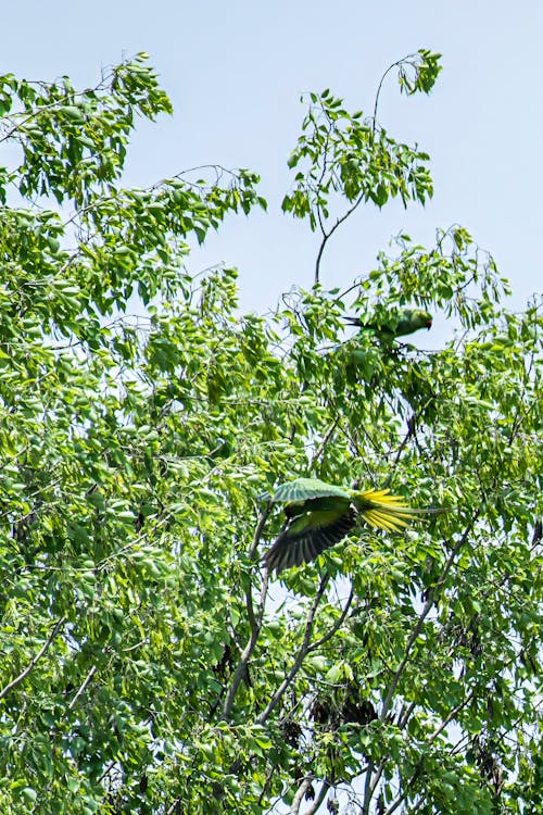 Ảnh lưu trữ miễn phí về #parrotlife, #parrotlovers, aan lichtbak toevoegen aan