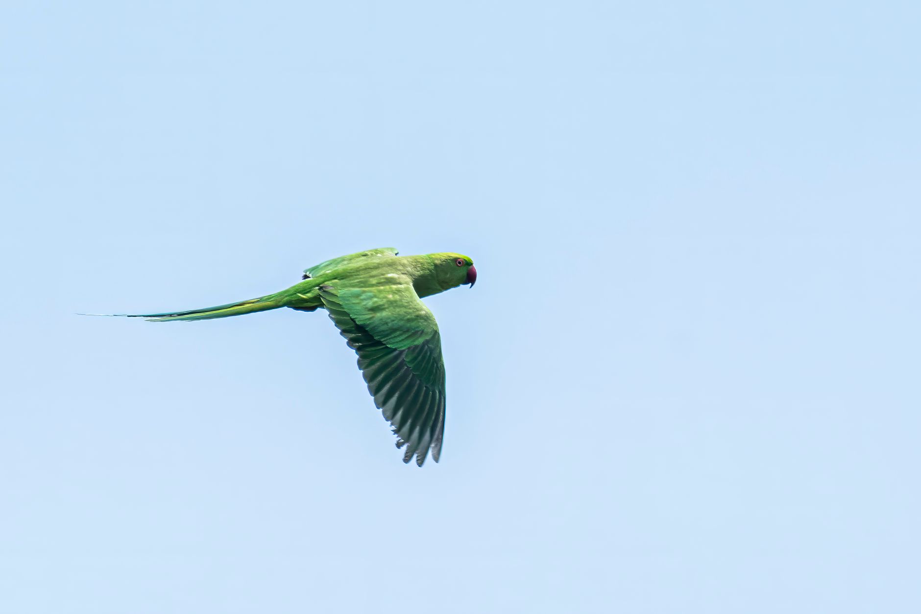parrot flying indoor room