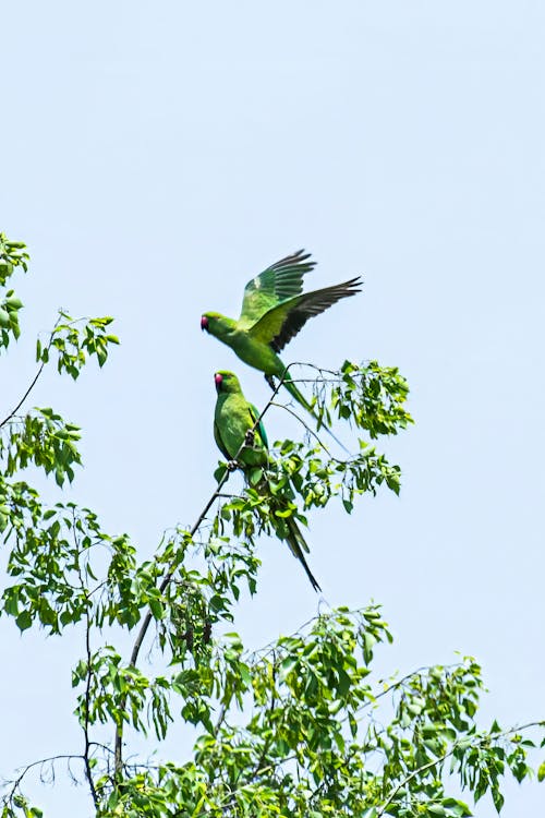 Ảnh lưu trữ miễn phí về #parrotlife, #parrotlovers, aan lichtbak toevoegen aan