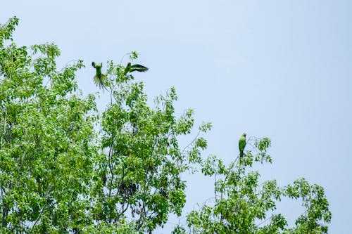 Ảnh lưu trữ miễn phí về #parrotlife, #parrotlovers, aan lichtbak toevoegen aan