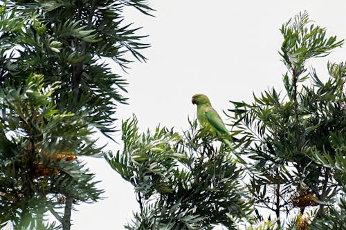 Ảnh lưu trữ miễn phí về #parrotlife, #parrotlovers, aan lichtbak toevoegen aan