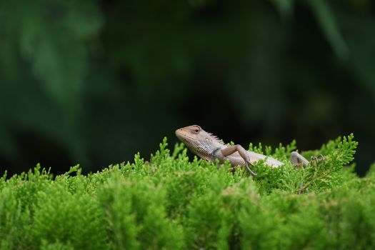 chameleon photo