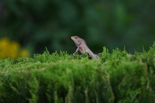 Бесплатное стоковое фото с canon, lizardsofinstagram, naturephotography