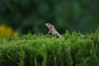 Should I Keep or Rehome My Two Reptiles? The Enclosure Question That Made the Decision