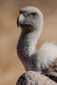 Intense close-up of a vulture gazing into distance, showcasing wildlife majesty.