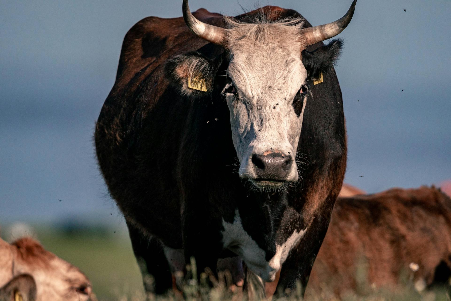 A powerful bull in a rural pasture, showcasing its strength and natural beauty.