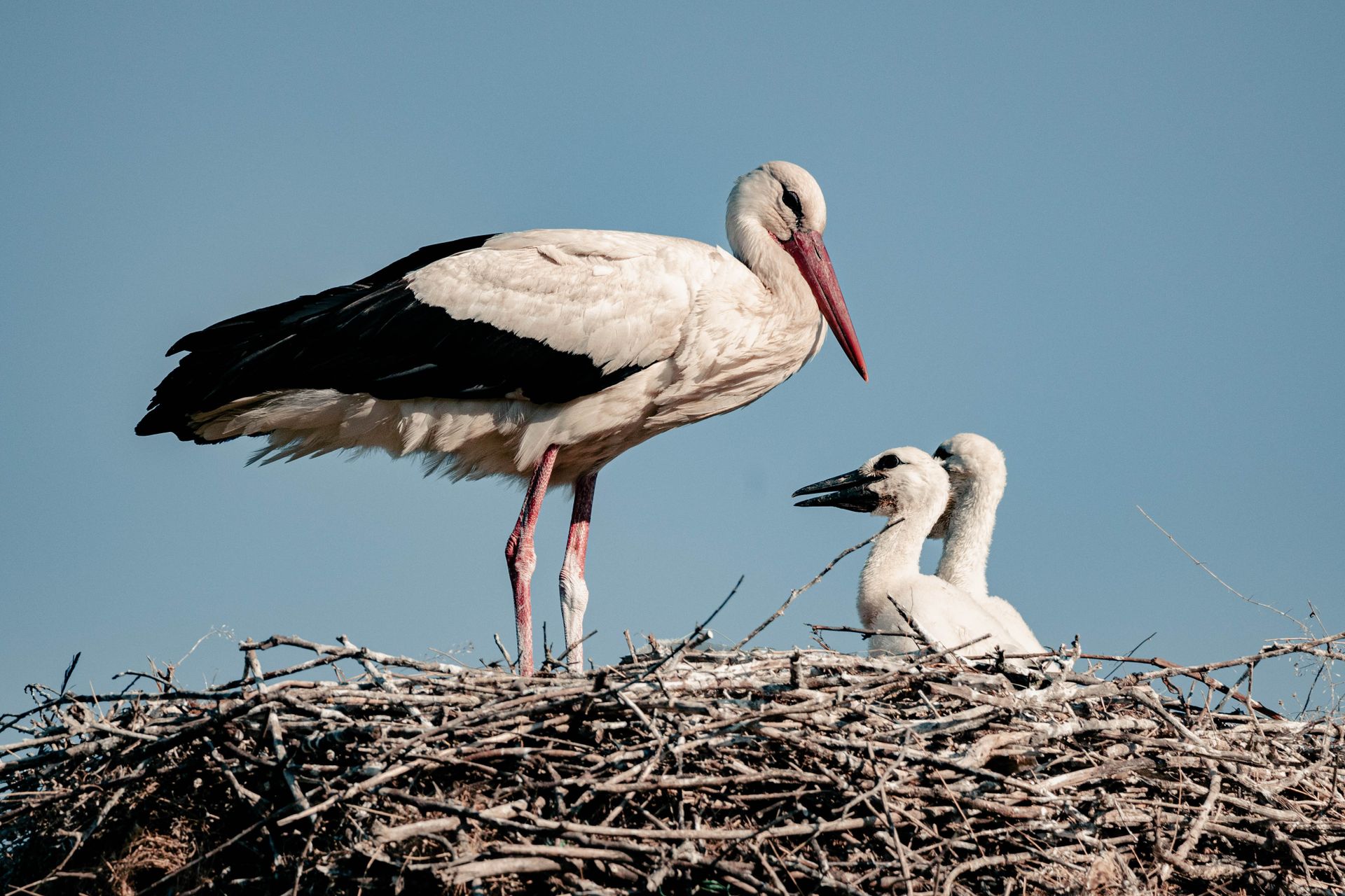 Storks in a Nest