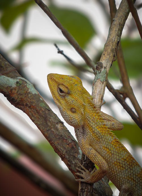 Základová fotografie zdarma na téma chameleon, chování zvířat, dešťový prales