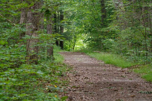 Ilmainen kuvapankkikuva tunnisteilla metsä, polku, vihreä