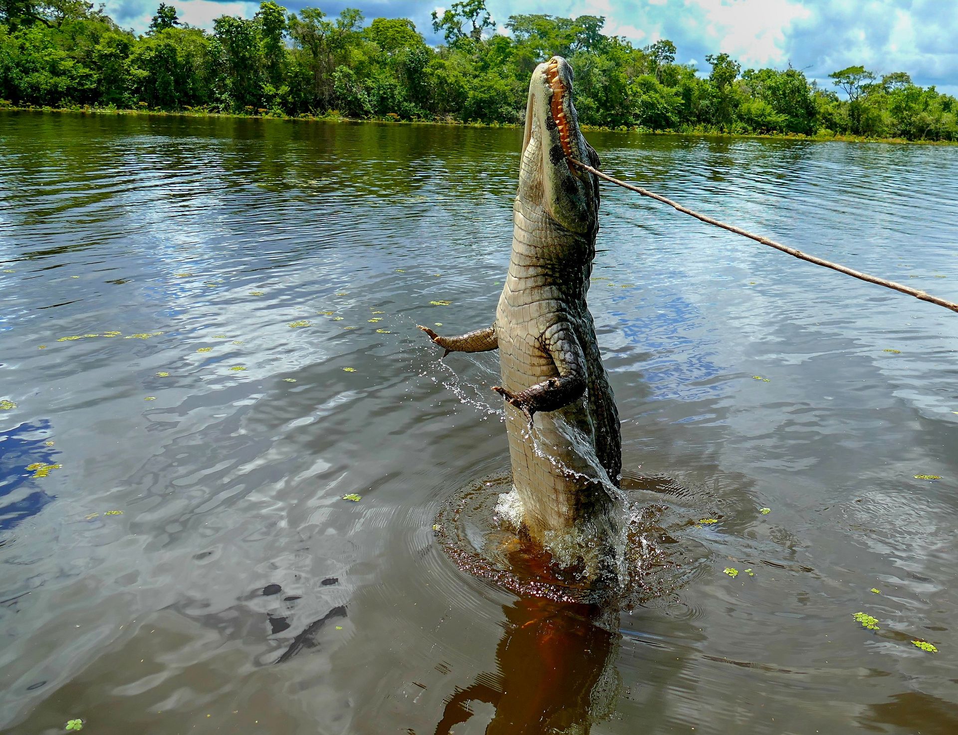 A crocodile leaps from a river in Poconé, Brazil, showcasing dynamic wildlife action.