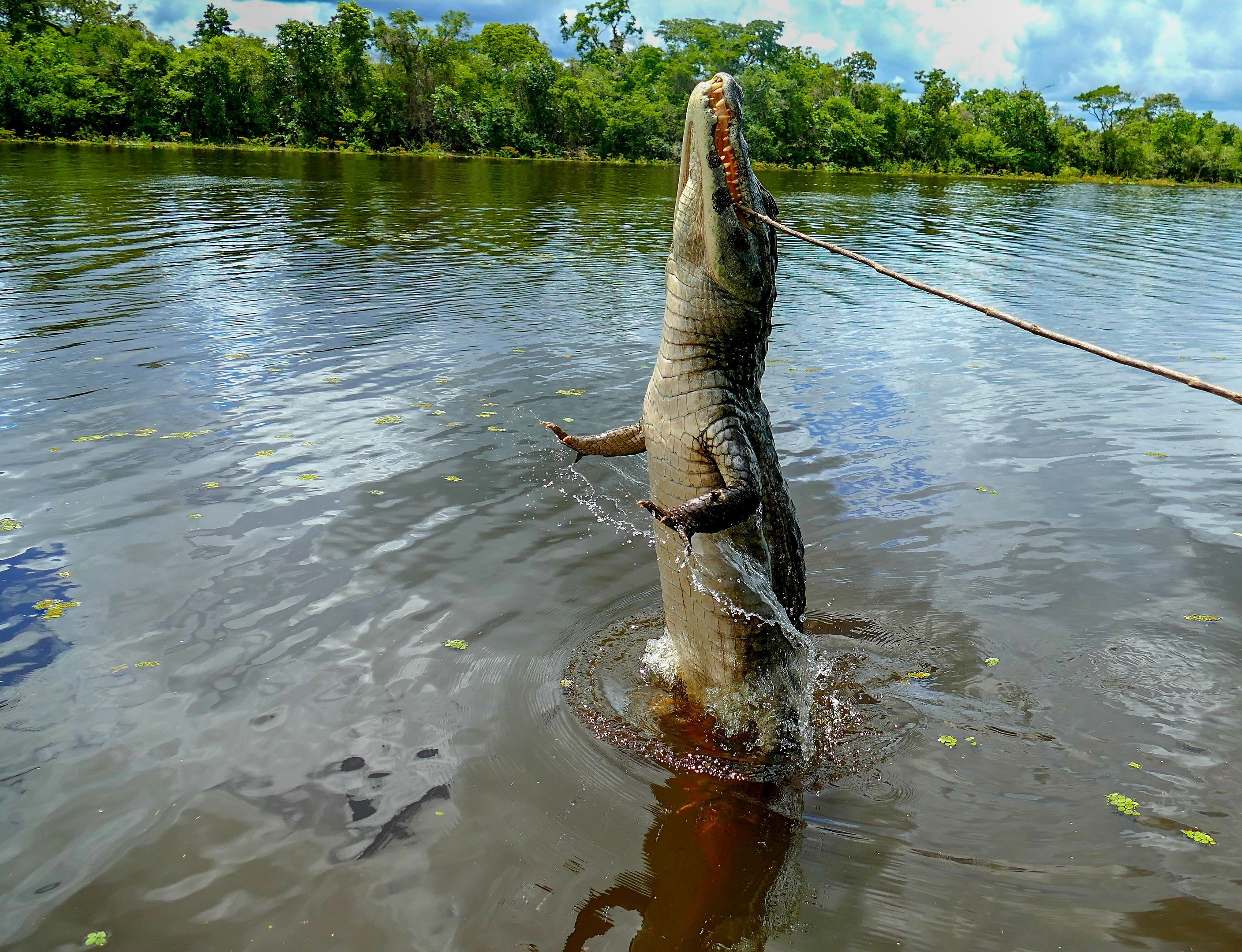 A large alligator is being pulled up by a rope · Free Stock Photo