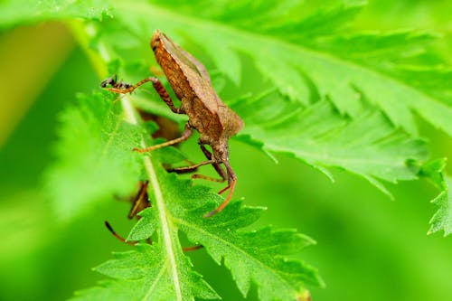 A bug is sitting on top of a leaf