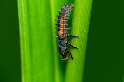 A caterpillar crawling on a green leaf