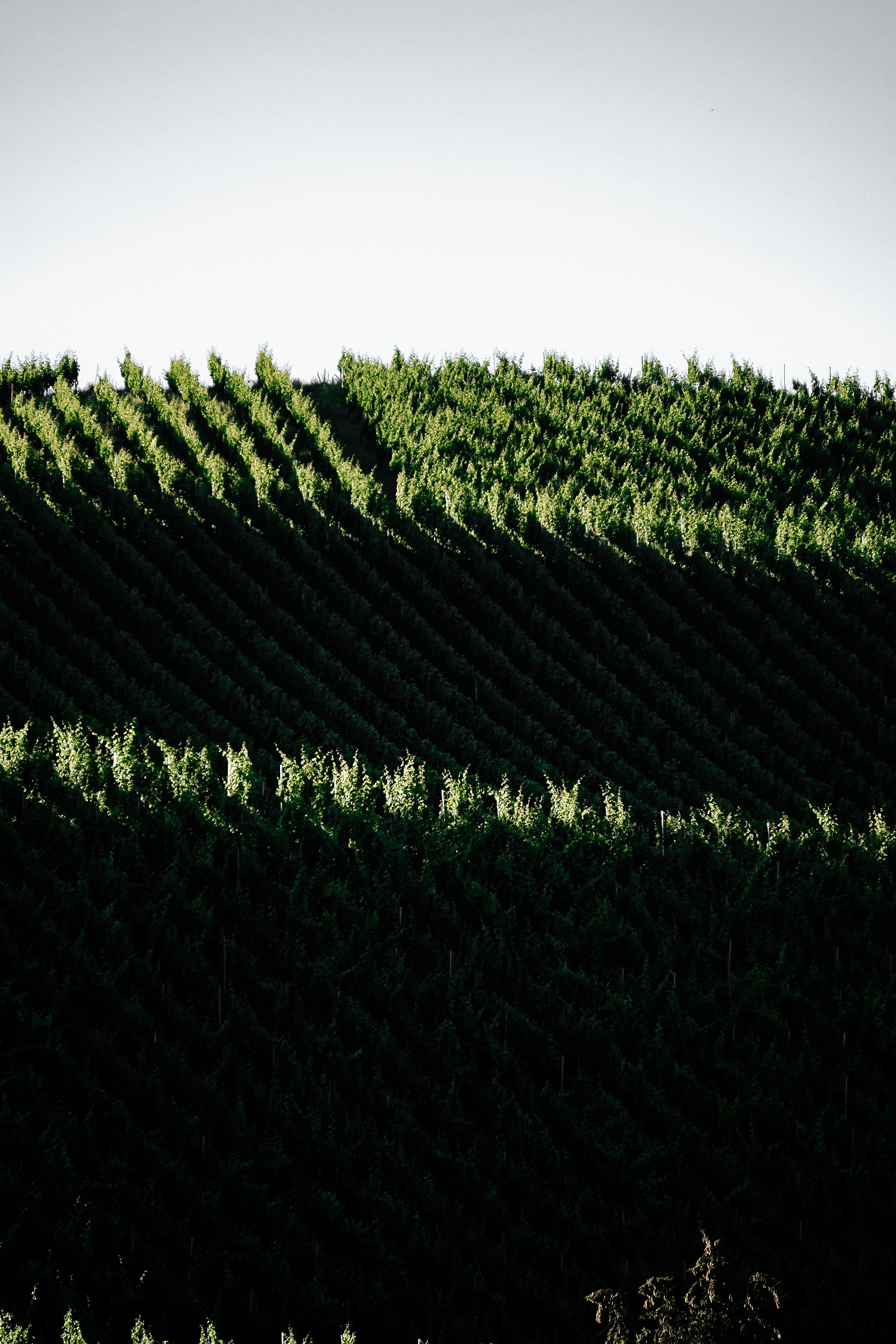 Green Hedge in Shadow · Free Stock Photo