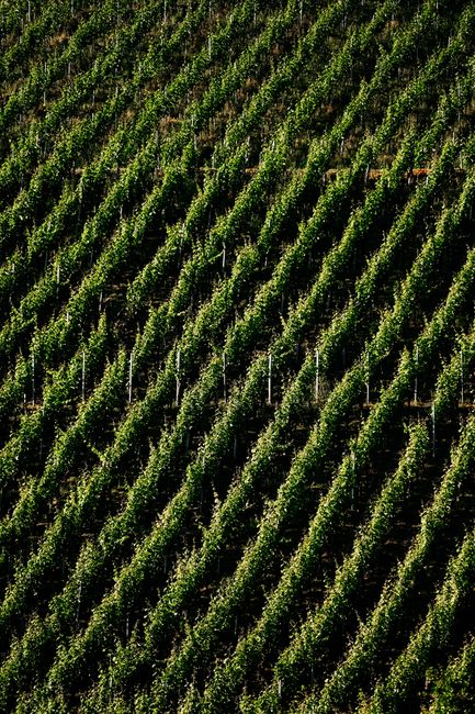 A stunning aerial shot capturing the lush green vineyard with rows of grapevines in sunlight.
